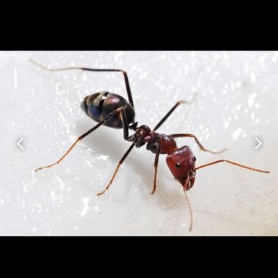 Semut🐜's profile picture