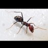 Semut🐜 的头像