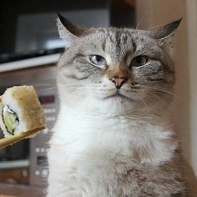 cat_ded_mitiay's profile picture