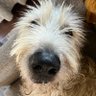 SaltyHoundzMom's profile picture