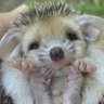Hedgehog's profile picture