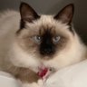 domiCmoi's profile picture