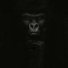 Pedro's profile picture