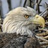 MaverickSpirit profil fotoğrafı