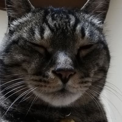 シン・野良猫's profile picture