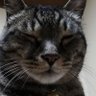 Profilbild von シン・野良猫