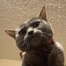 Profilbild von mitzy