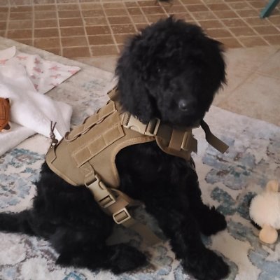 SecondAmendment's profile picture