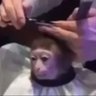 Macaquinho estiloso 😎😎's profile picture