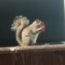 Profilbild von CheetosSquirrel
