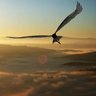 Фото профиля flyingfree