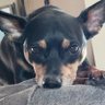 Profilbild von Turkdaddy3608