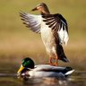 Feisty Duck's profile picture