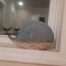 AloeWhale 的头像