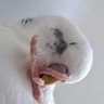 Profilbild von SSSH@@