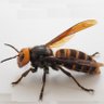Hornet profil fotoğrafı