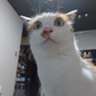 ひさぷにゃん's profile picture