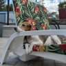 BeagleBro 的头像