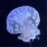 Profilbild von こま こま