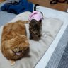 おーかーん profil fotoğrafı