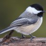 LilChickadee66's profile picture