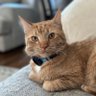 Фото профиля OrangeCat