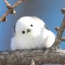 Profilbild von Cathybird