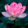 Фото профиля Caliroz