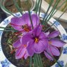 Фото профиля 勇敢的心