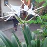 P. GONZALEZ. profil fotoğrafı