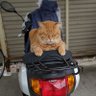 けんや 的头像