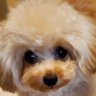 サユ's profile picture
