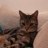 Фото профиля 昆布猫