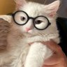 Baby Catturd Wannabe's profile picture