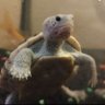 TheBasedTurtle's profile picture