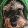 Profilbild von Miranda Pang