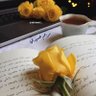 Фото профиля مريم عسيري