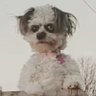 Mesus Hu Christ's profile picture
