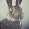 Profilbild von Nope Nopertson