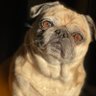 Фото профиля Truth Seeking Pug 🇺🇸