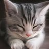ろぶ猫😺 的头像