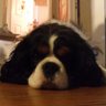Profilbild von Nova Wilde