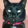 BlackCat's profile picture
