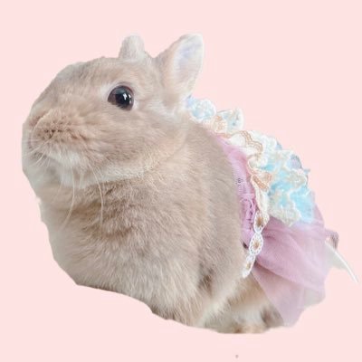 usagi_rinrin's profile picture