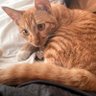 Lixianchang profil fotoğrafı