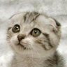 Profilbild von Deusfaux