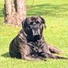 OrlaForTruth 🇺🇸🇺🇸's profile picture