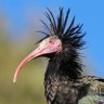 Ibis doesn't think killing kids is justifiable 的头像