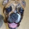 Lincoln Darla's profile picture