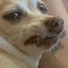 Profilbild von Chihuahua